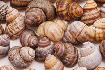 Collection of river shell.