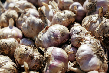 Lots of garlic from the new crop. Background. Top view