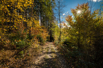 walk in the autumn forest
