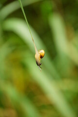Macro photography of slimy acrobatic snail 