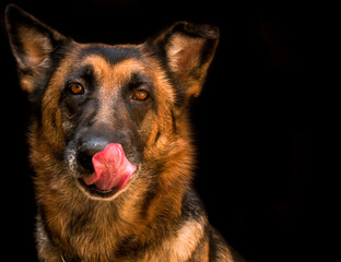 Closeup shot of a German Shepherd on dark background