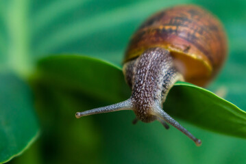 Macro shot of a snail on a green leaf