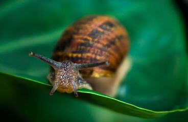 Macro shot of a snail on a green leaf