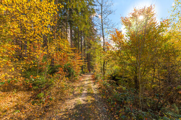 walk in the autumn forest