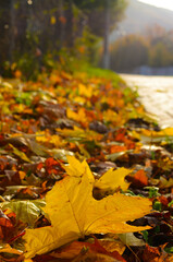 Fallen maple leaves are yellow, orange and red. The autumn foliage lying on the sidewalk reminds of the passing summer. Seasonal background.