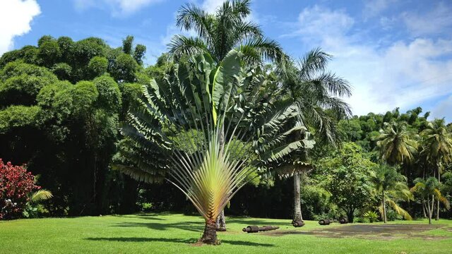 Ravenala traveller's tree East-West palm Martinique distillery garden sunny day 