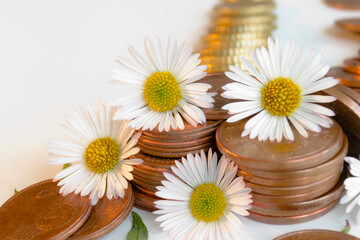 Obraz premium Margaritas con monedas en fondo claro