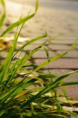 Fallen maple leaves are yellow, orange and red. The autumn foliage lying on the sidewalk reminds of the passing summer. Seasonal background.