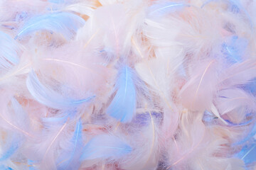 Colorful feather background, top view.