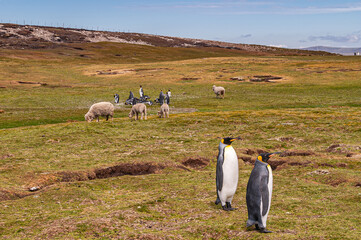 Volunteer Beach, Falkland Islands, UK - December 15, 2008: Wide landscape of dry grass and brown...