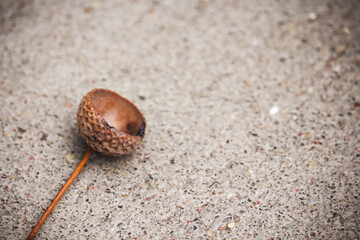 Acorn cap lying on paved ground in sepia light