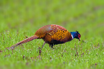 a adult pheasant on green meadow
