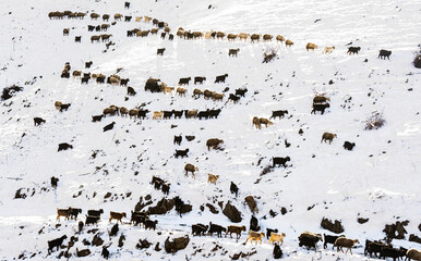 landscape with snow