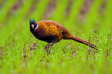 a adult pheasant on green meadow