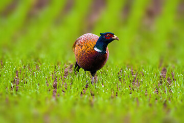 a adult pheasant on green meadow