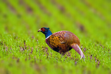 a adult pheasant on green meadow