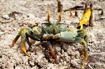 Horned ghost crab