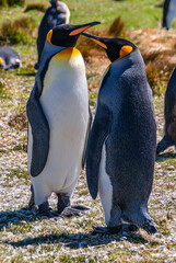 Volunteer Beach, Falkland Islands, UK - December 15, 2008: Full frame closeup of couple King Penguin talking to each other as female and male, standing on grassland covered by white feathers.