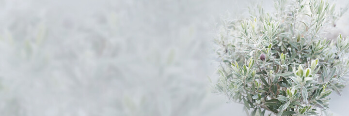 Small iced olive tree in fog
Small iced olive tree in gray fog on a terrace. Abstract winter...