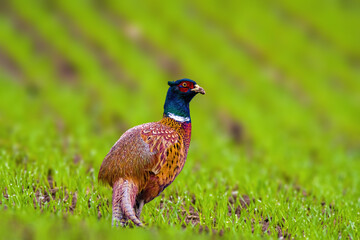 a adult pheasant on green meadow