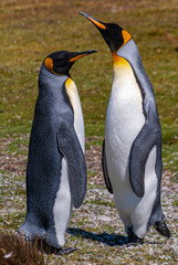 Volunteer Beach, Falkland Islands, UK - December 15, 2008: Full frame closeup of couple King Penguin talking and gesturing to each other as female and male, standing on grassland.