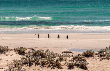 4 King Penguins walk to the surf on Volunteer Beach, Falklands, UK.