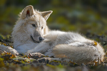a white wolf relaxes in the colorful autumn forest