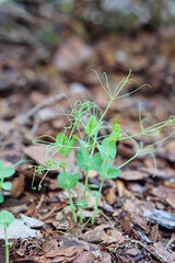 Green pea Shoot : healthy vegetable in garden	
