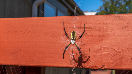 Fototapeta na wymiar Corn spider builds his web on a sunny morning