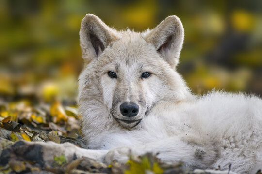 a white wolf relaxes in the colorful autumn forest