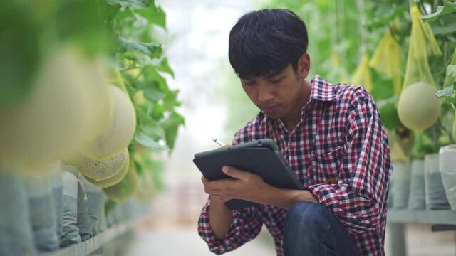 The farmer is checking the quality of the melon at the melon farm in a plastic house	
