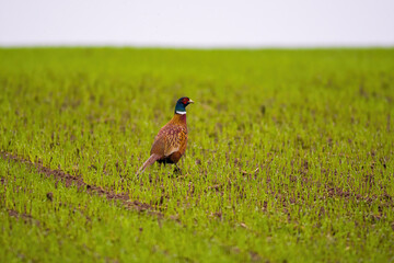 a adult pheasant on green meadow