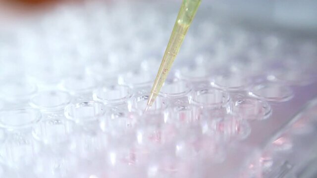 Close up scientist using pipette transfer sample in micro plate	
