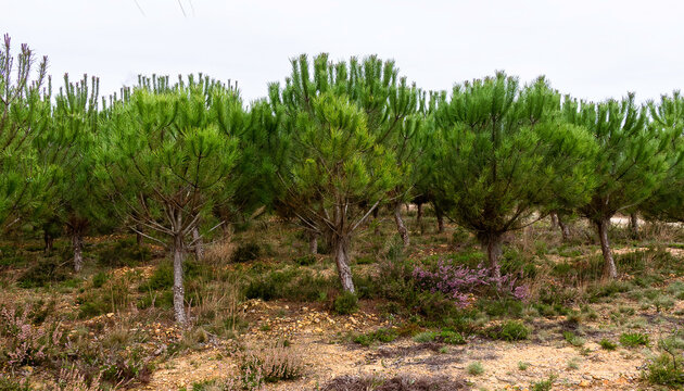 Pinhal de pinheiros Pinus pinaster