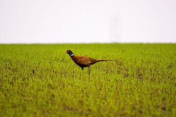 a adult pheasant on green meadow