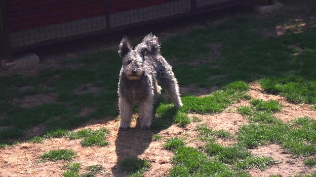 Purebred Pumi dog standing and barking in a garden on a sunny day