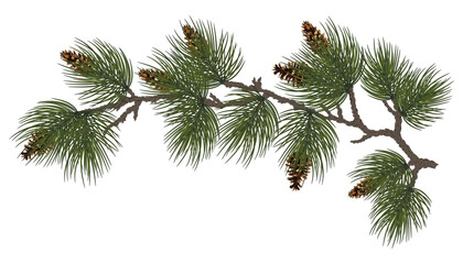 Christmas garland with pine tree branches.isolated on white for New Year greeting cards, banners, invitations, calendars