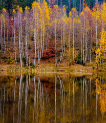 birch forest by the lake in autumn, Poland