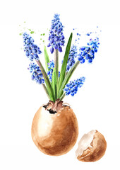 Young Muscari flower grows in eggshell. Hand drawn watercolor illustration, isolated on white background