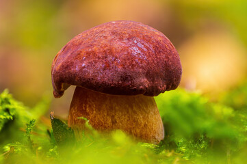 a tasty fungus in multi colored autumn forest