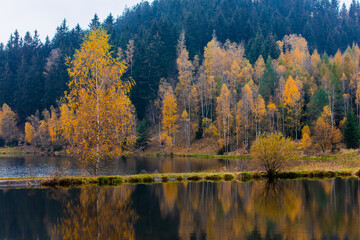 View on forest near lake in autumn in Poland on border with Czech Republic