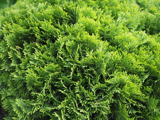 Fototapeta premium beautiful carved branches of green cypress а close-up