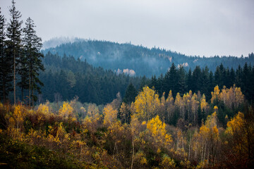 View on pine and other trees in forest in autumn
