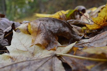autumn leaves on a tree