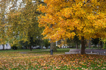 Steinbach park with autumnal trees in Mulhouse - France