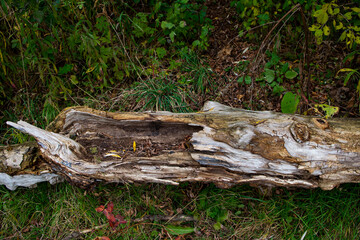 A fragment of a rotting tree lies on the grass