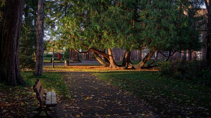 autumn in the park