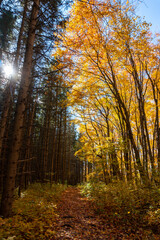 The sunbeam penetrate the wall of autumn leaf