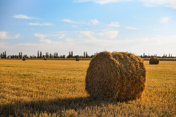 Round rolled hay bales in agricultural field on sunny day