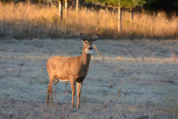 White Tailed Deer doe in frost covered autumn field